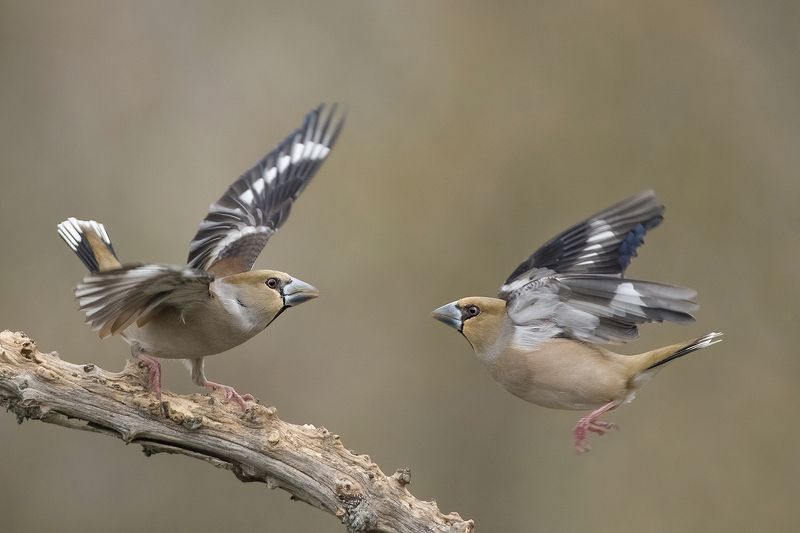Дубонос - Lens and Feathers фото превью