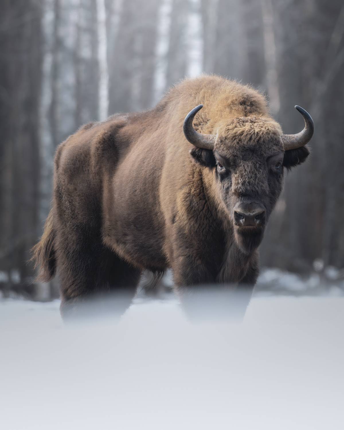 , Поляков Михаил