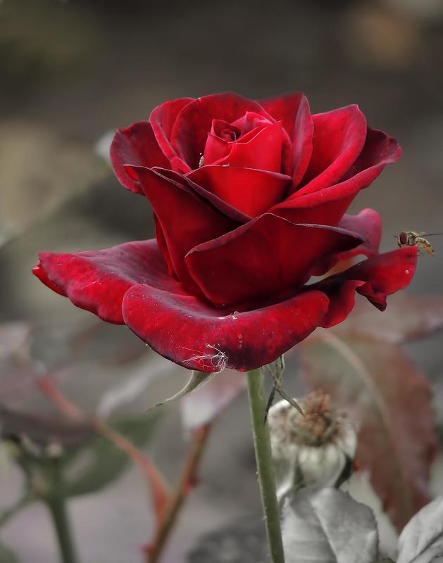 Роза фото превью