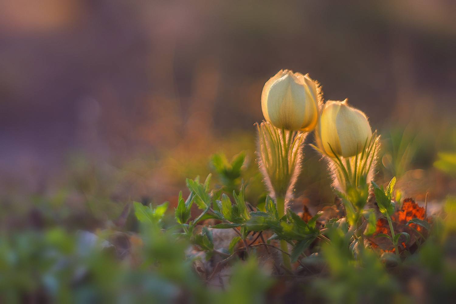 макро, подснежник, прострел, весна, сонтрава, цветы, закат, вечер, macro, flower, Sokolova Tatiana