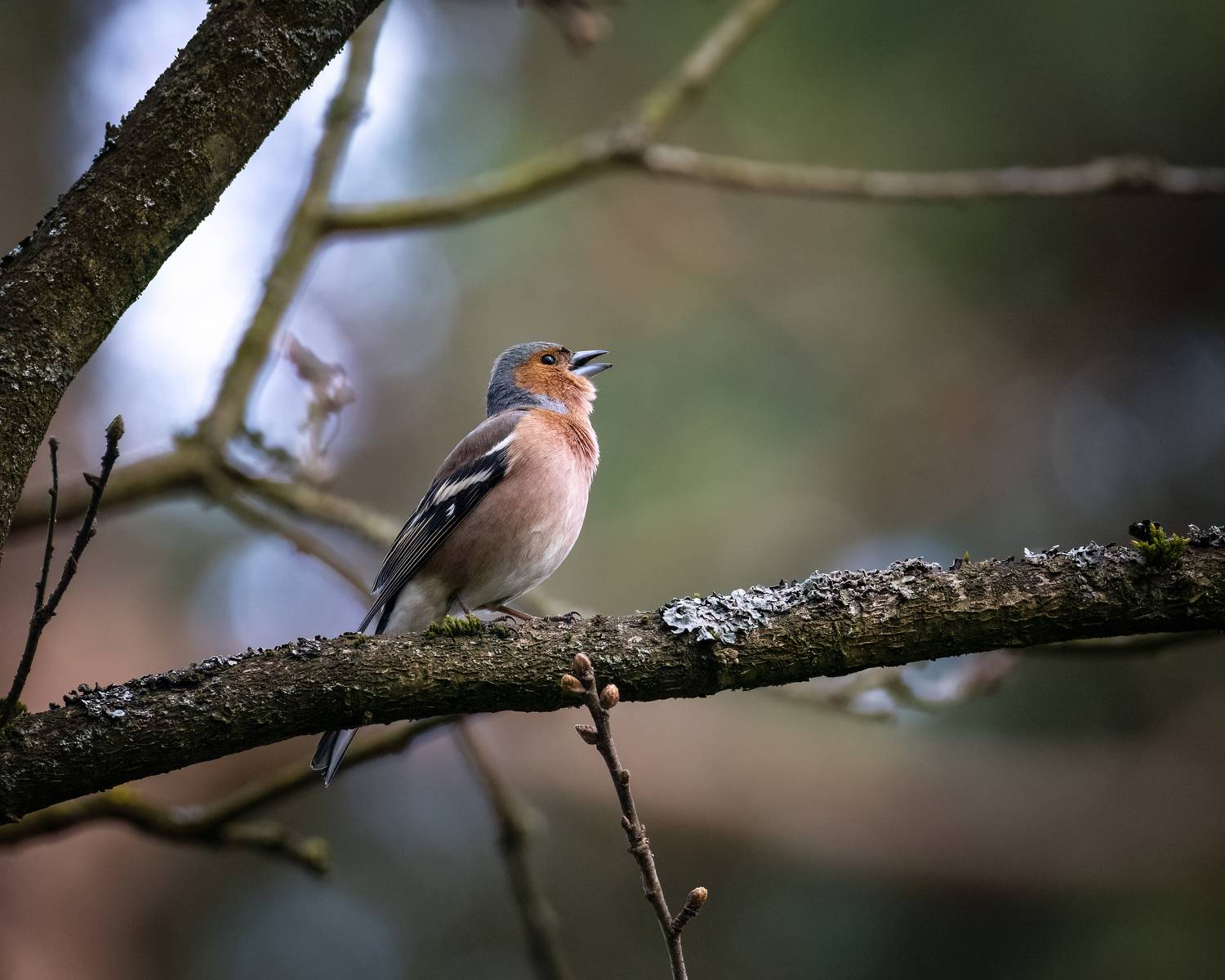 , Zavaydin Zavaydinov