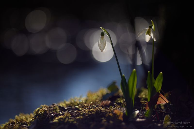 пейзажемагьё, пейзаж-как-виденье Цветущие Светом фото превью