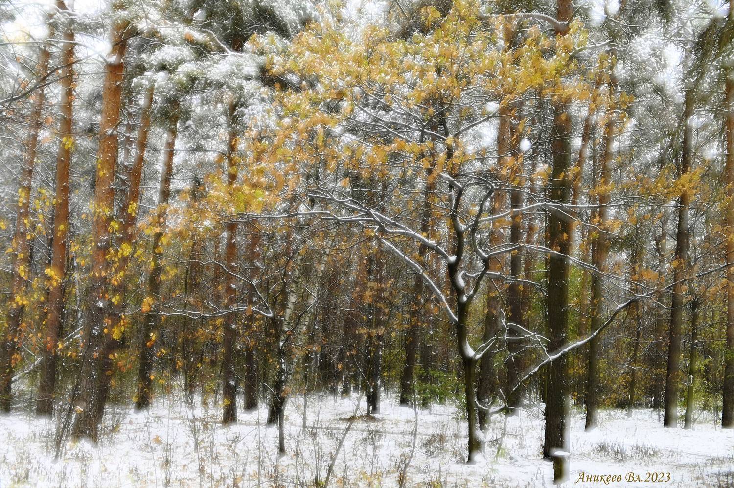 , Аникеев Владимир
