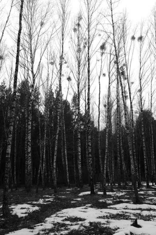 Грачи еще не прилетели фото превью