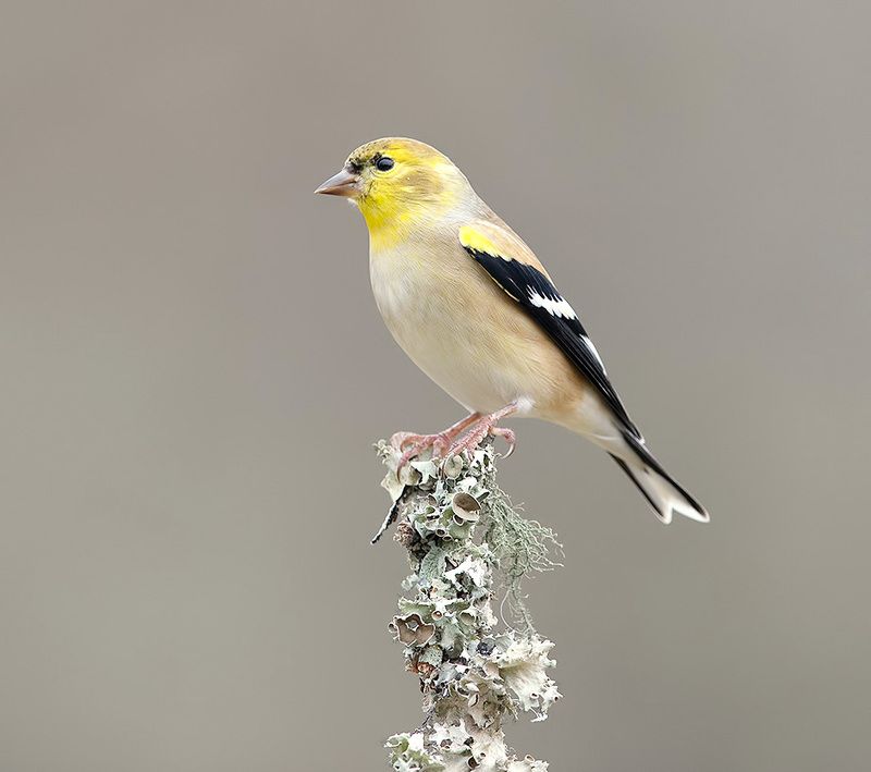 american goldfinch, американский чиж, чиж, зима American Goldfinch - Американский чиж фото превью