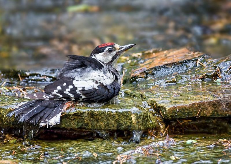 птица, дятел, ручей, купаемся в ручье.. фото превью