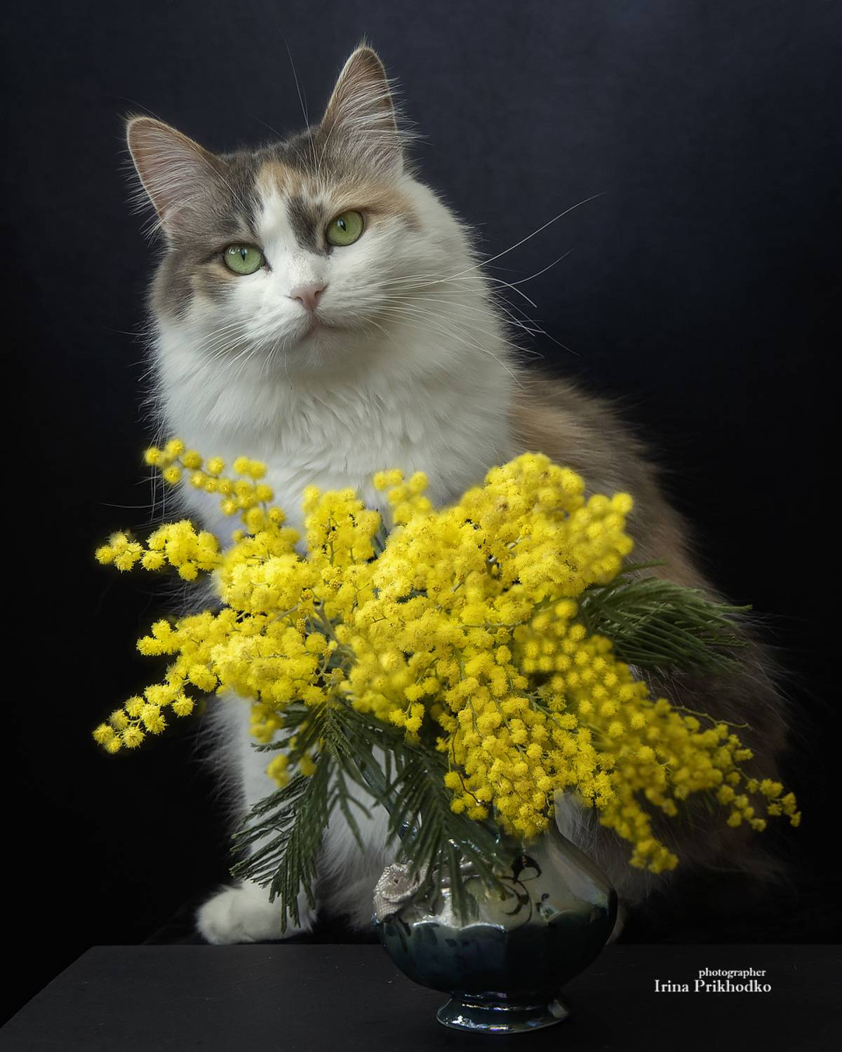 фото животных, кошки, домашние животные, питомцы, котопортрет, мимозы, Приходько Ирина