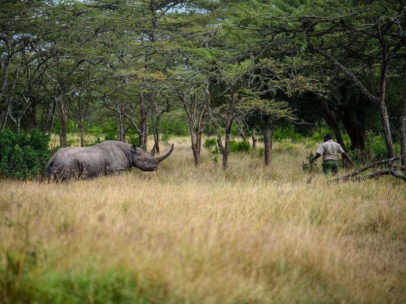 The man and his rhino фото превью