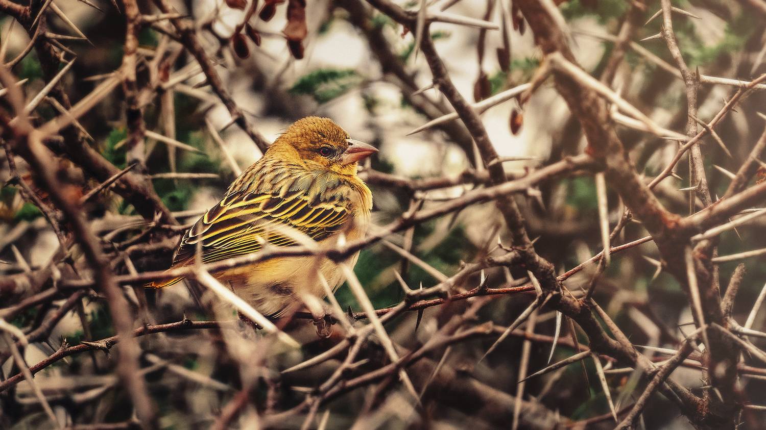 thorns, bird, tree, Geran Raath