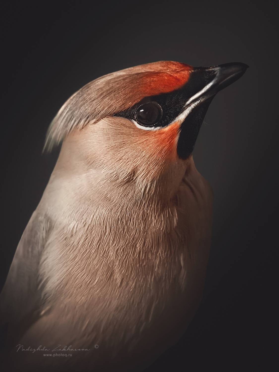 , Надежда Захарова