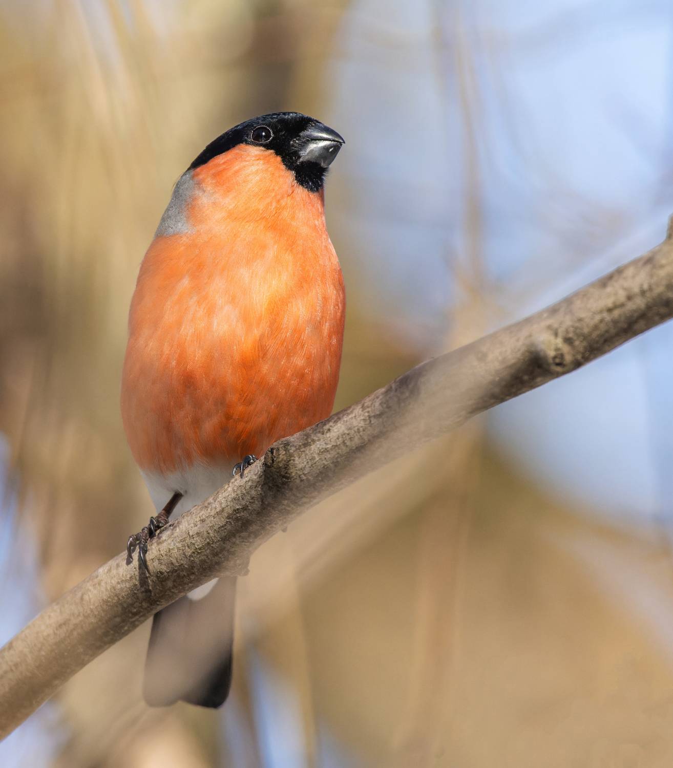 , Дэм Константин