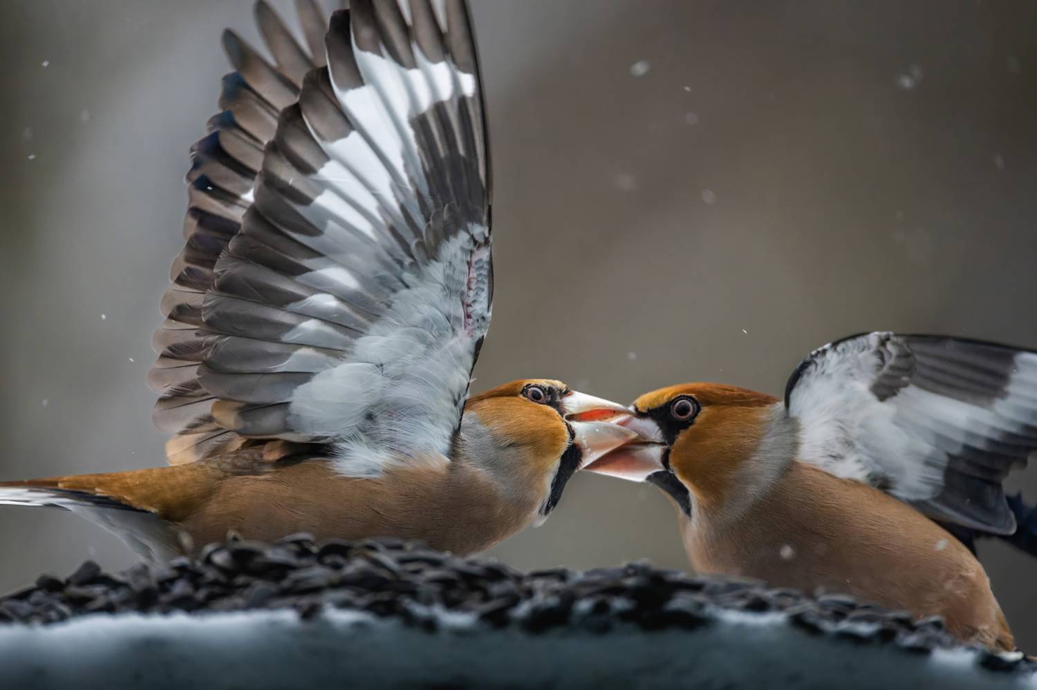 , Дэм Константин