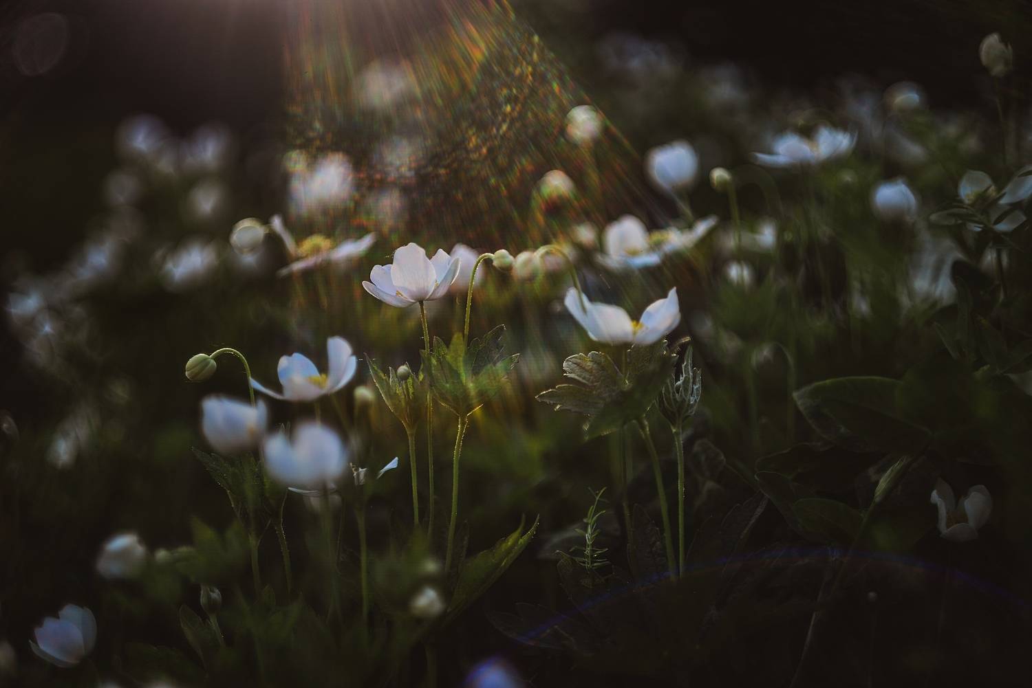 , Лапшина Владлена