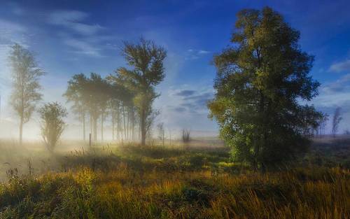 Зелёные кроны