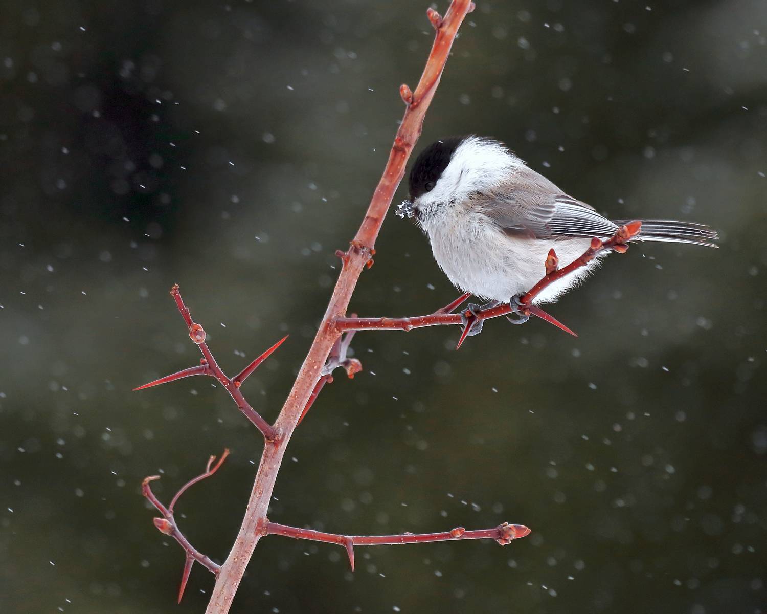 птицы, фотоохота, природа, зима, пухляк, Александр Титов
