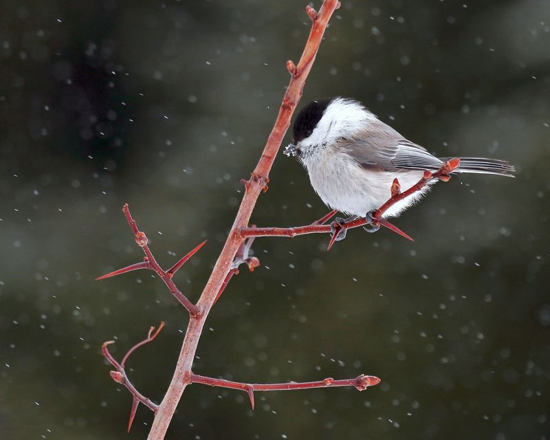 Зимний портрет пухляка фото превью