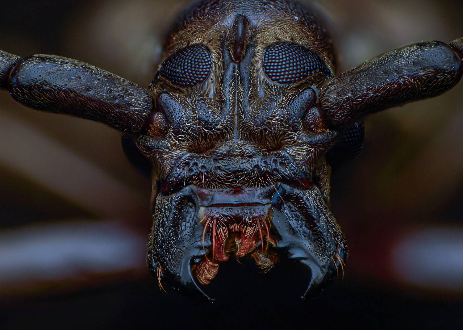 macro, nature, insect, bugs, beetle, closeup, Celis Norman