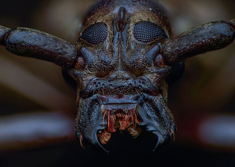 macro, nature, insect, bugs, beetle, closeup Longhorn Beetle фото превью