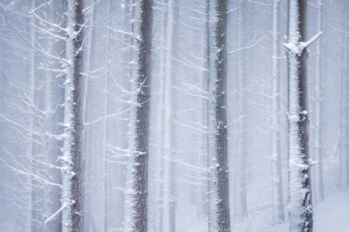 Frosty land