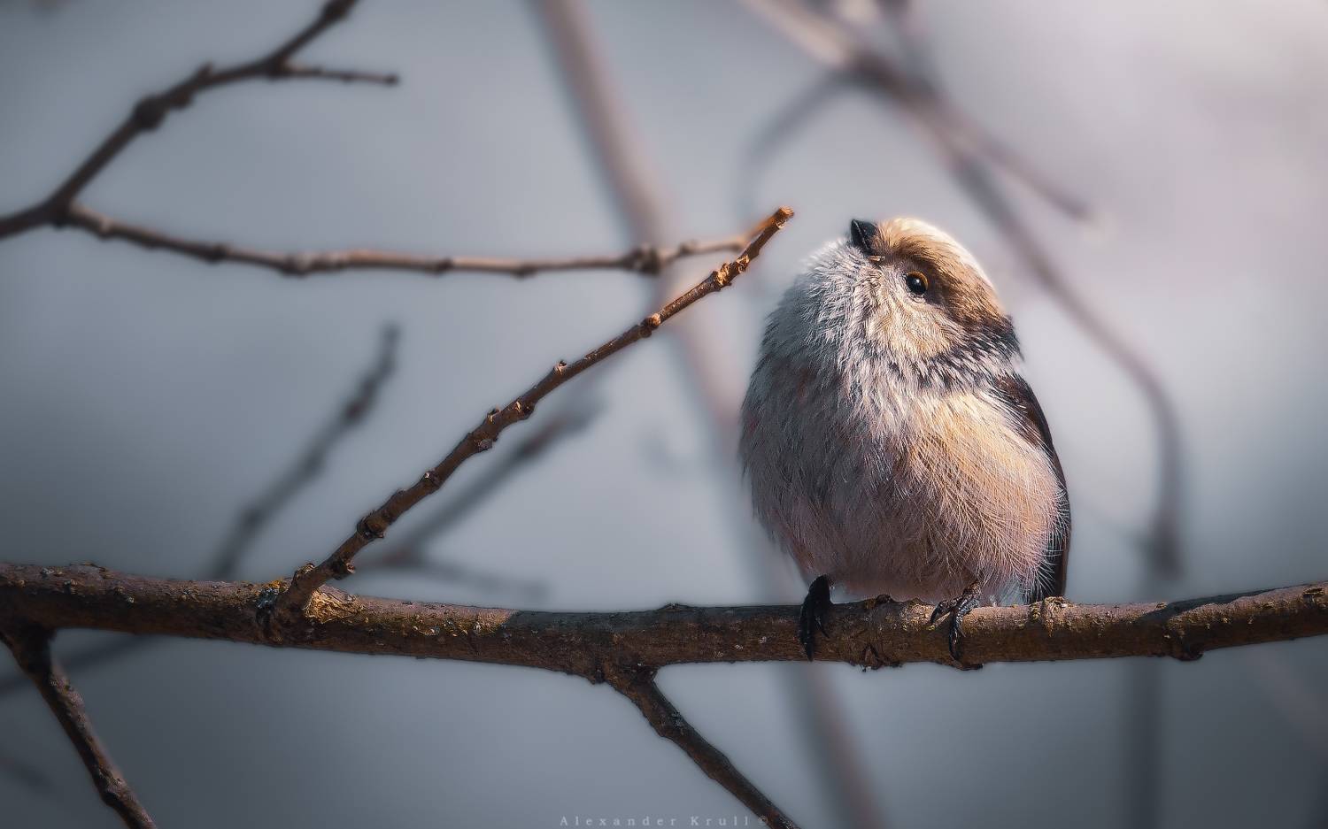 синица, длиннохвостая синица, aegithalos caudatus, Круль Александр