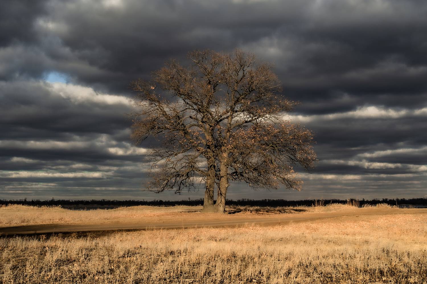 дуб, дерево, пейзаж, природа, облака,, небо ,oak ,autumn, clouds, landscape, nature, Васильев Роман