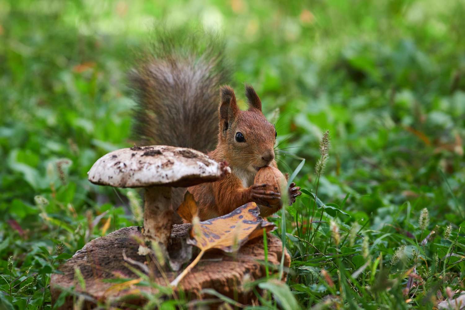 Sciurus vulgaris, volgograd, russia, wildlife, , Павел Сторчилов