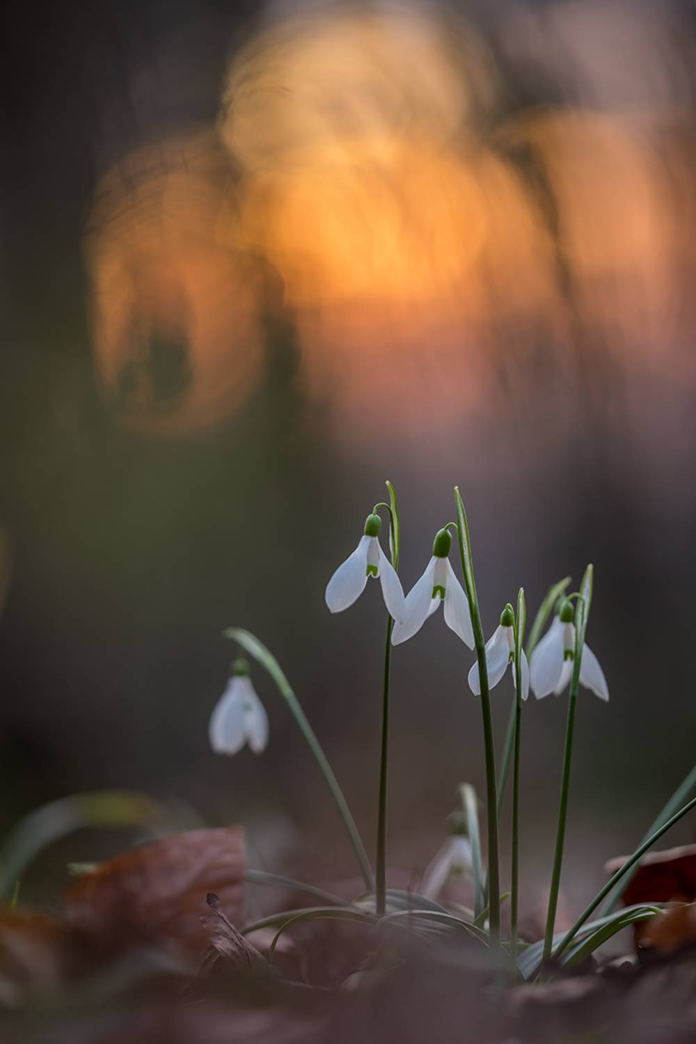 , Илья Михеев