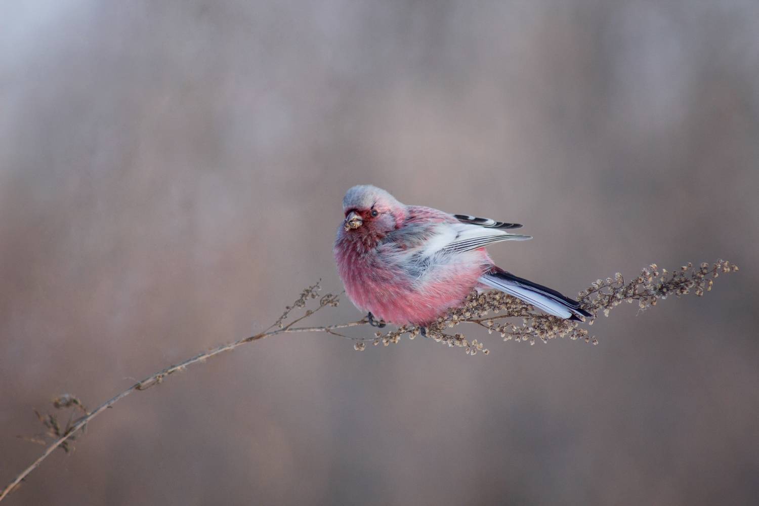 урагус, Александр Канцур