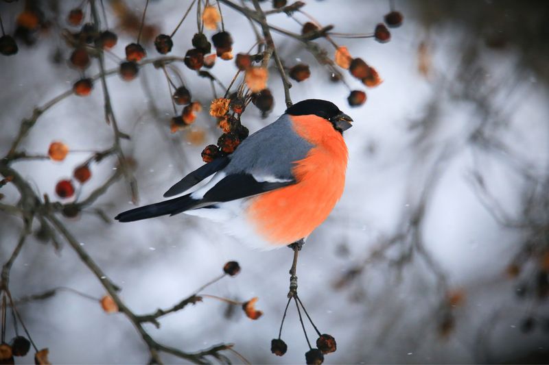 Морозоустойчивый фото превью