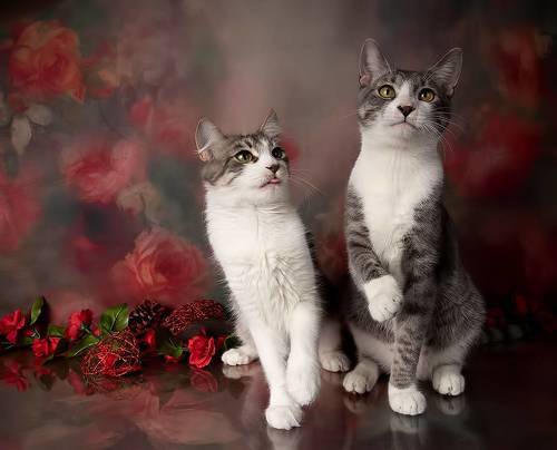 Kittens, Spring Time - Котята в Красоте