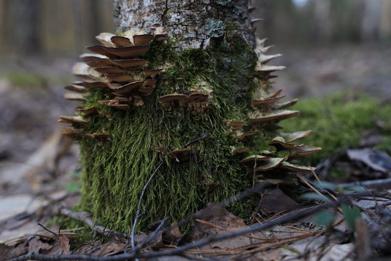 Пенек с грибами фото превью