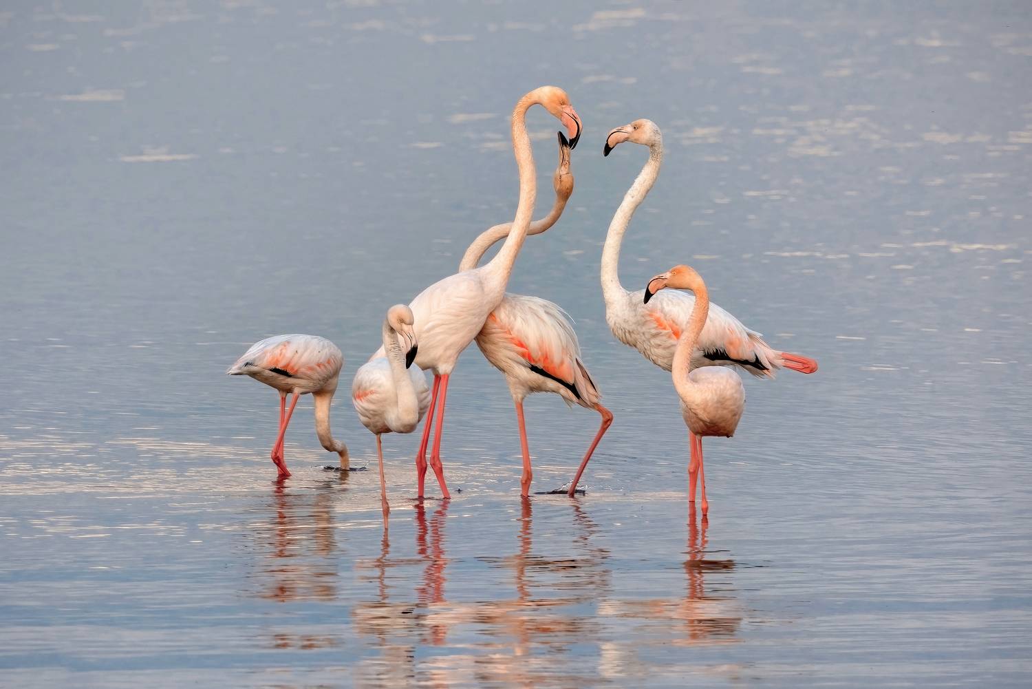 greater flamingo, phoenicopterus roseus, Ivan Ivanov