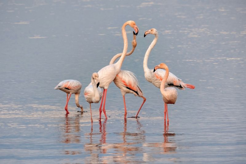 greater flamingo, phoenicopterus roseus Greater flamingo фото превью