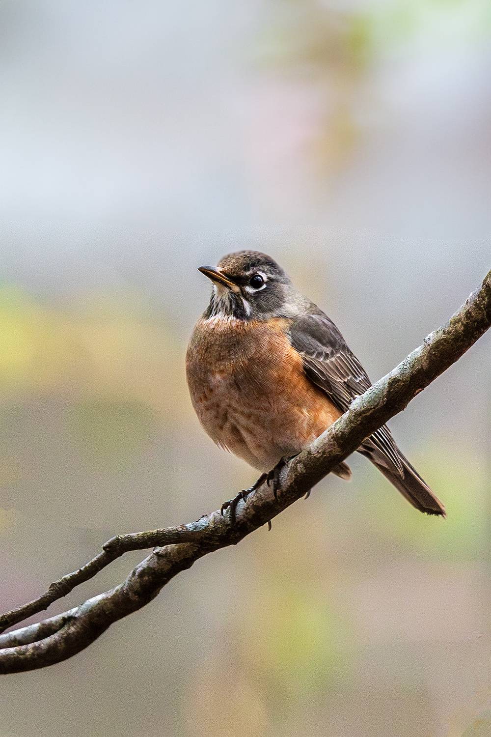 , Леонид Дьяченко