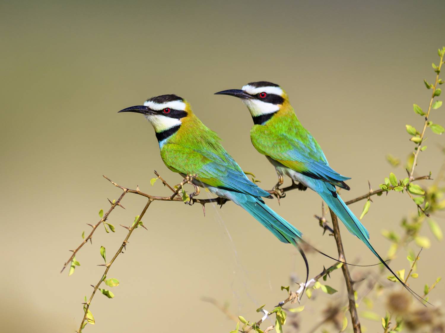 , Пупонин Сергей