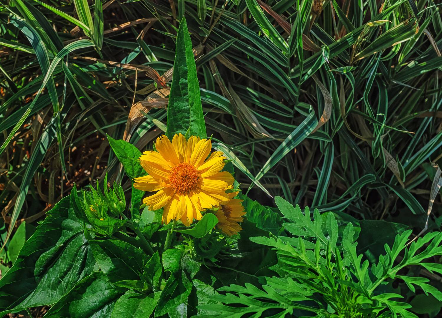 , Владимир Гамаюнов