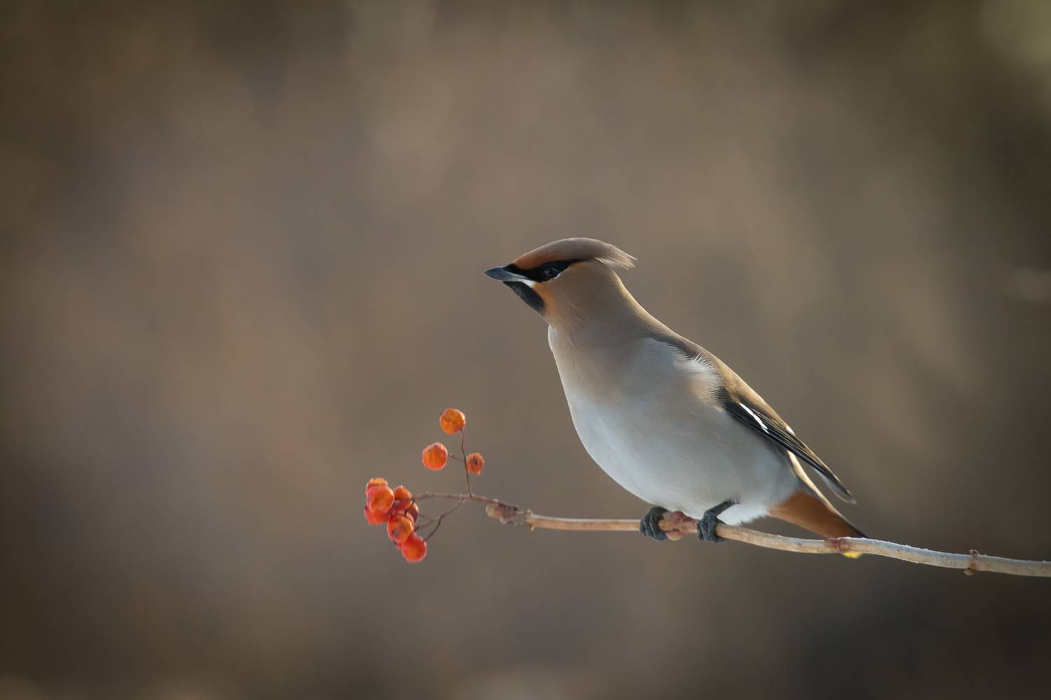 птицы, свиристель, зима, birds, wildlife, иohemian waxwing, Алексей Юденков