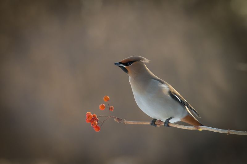 птицы, свиристель, зима, birds, wildlife, иohemian waxwing Остатки сладки фото превью