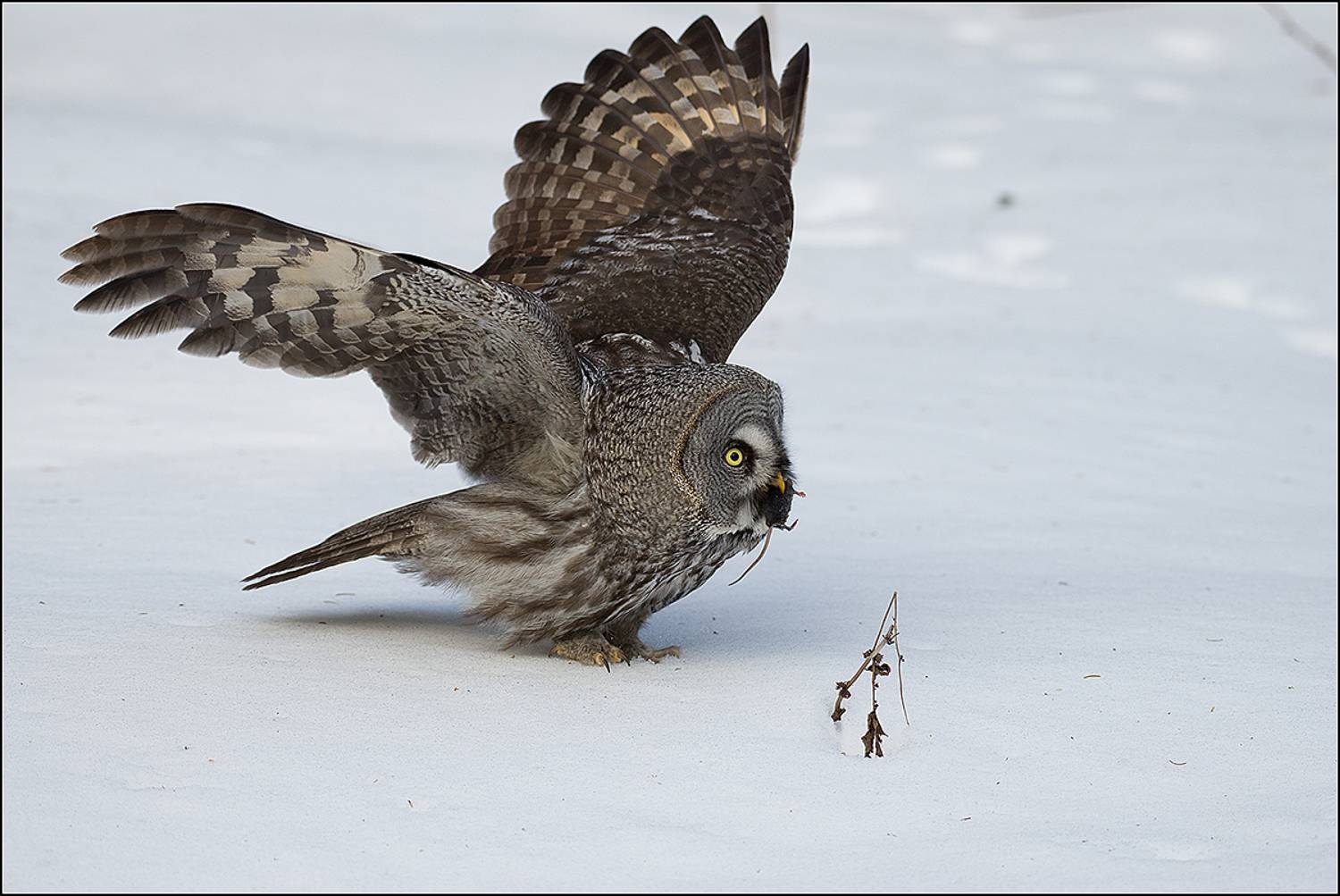 москва, март, парк, бородатая неясыть, АНАТОЛИЙ ДОВЫДЕНКО