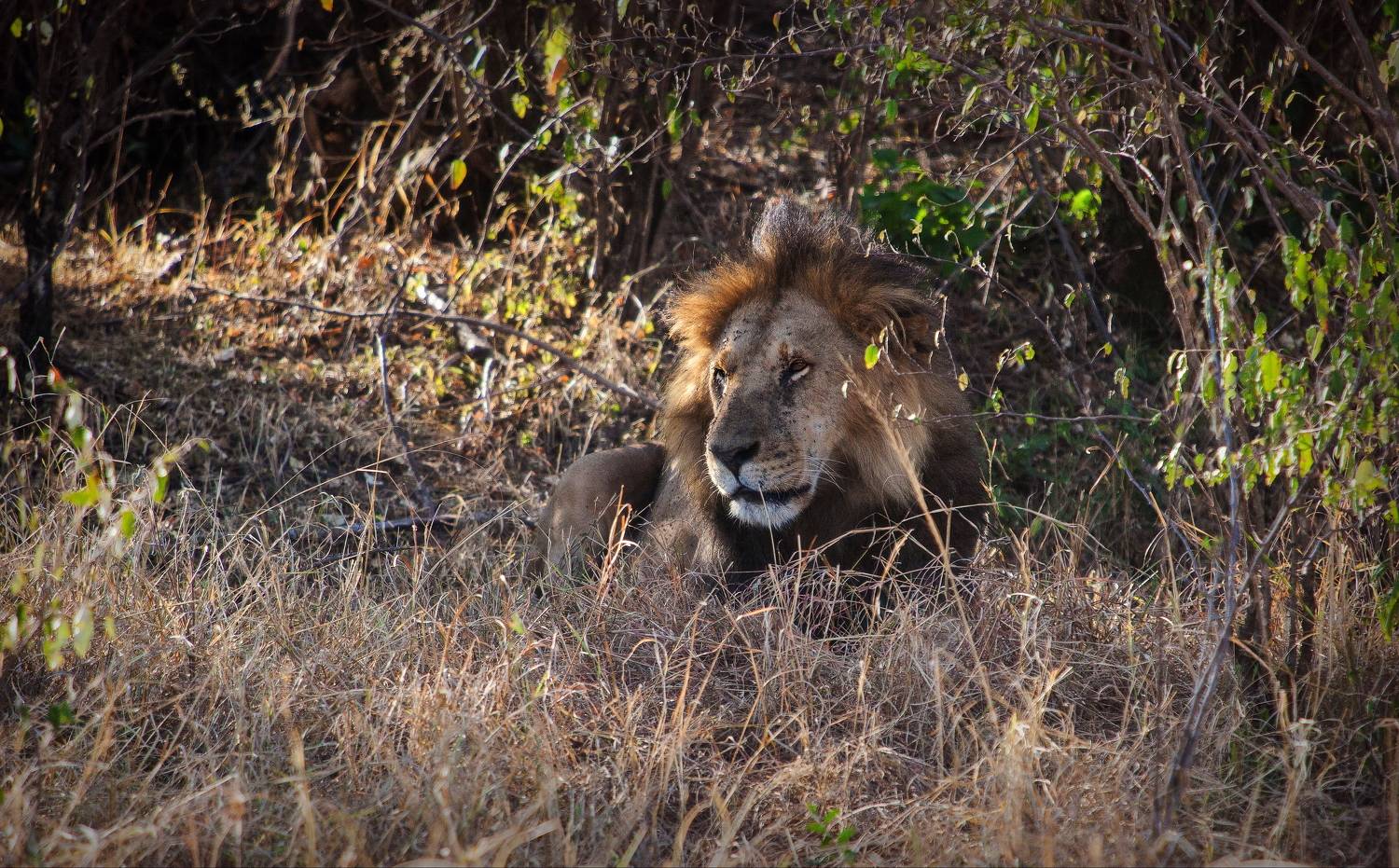 кения, Lilia Tkachenko