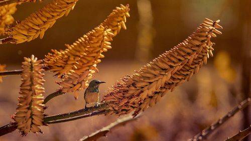 White-bellied Sunbird on Aloe
