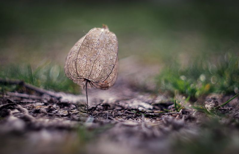 Этот причудливый мир. фото превью