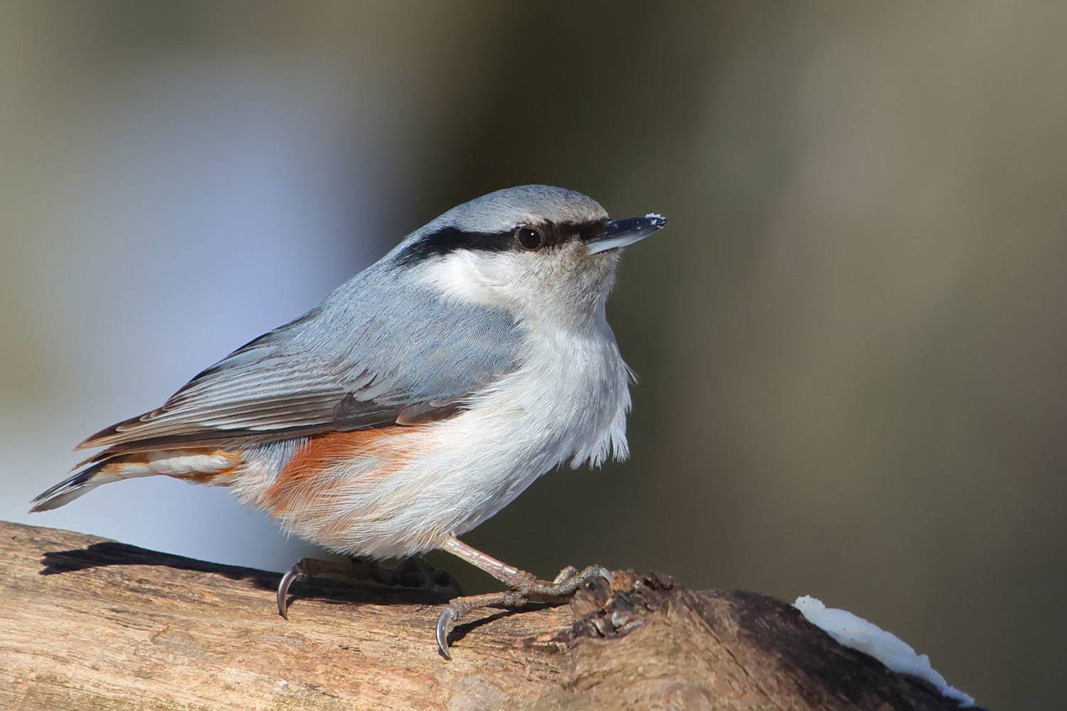 , Шульгин Вадим