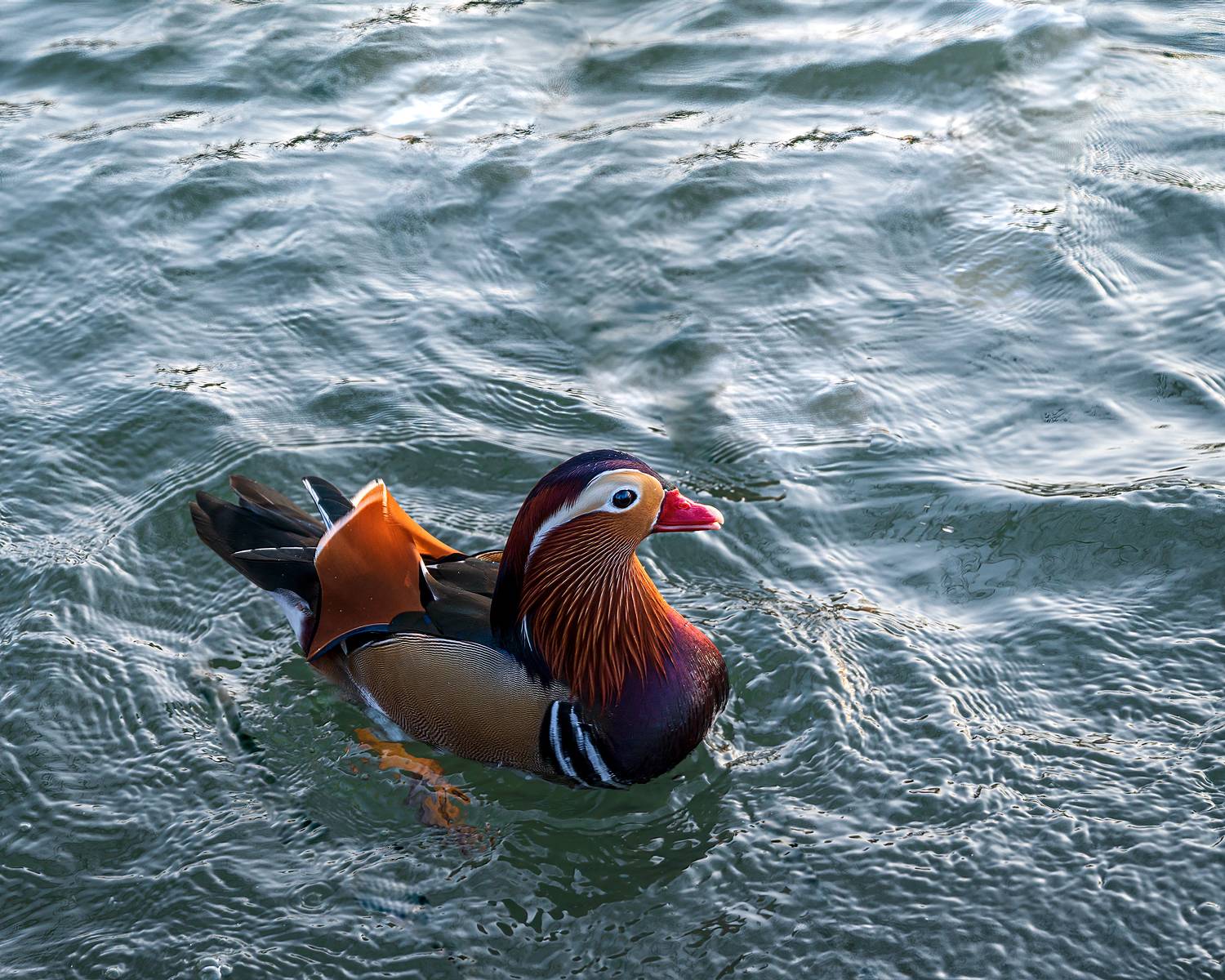 плавание, мандаринка, Алексей Рыльский