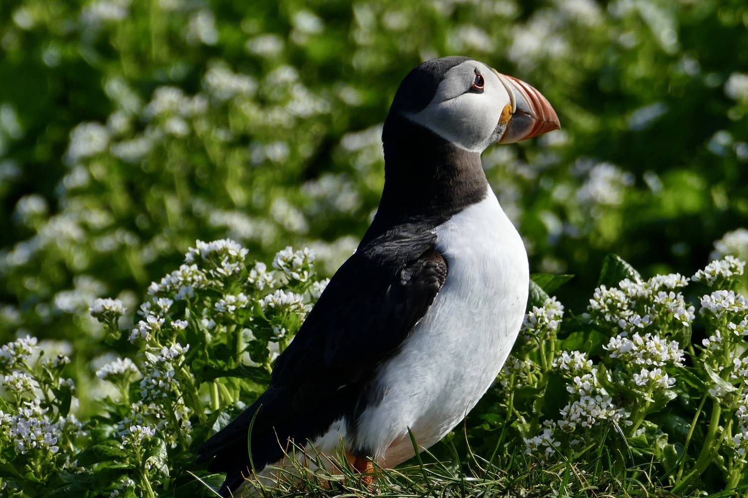 Animals, Norway, birds, puffin, Atlantic Ocean, птицы, тупик, , Svetlana Povarova Ree