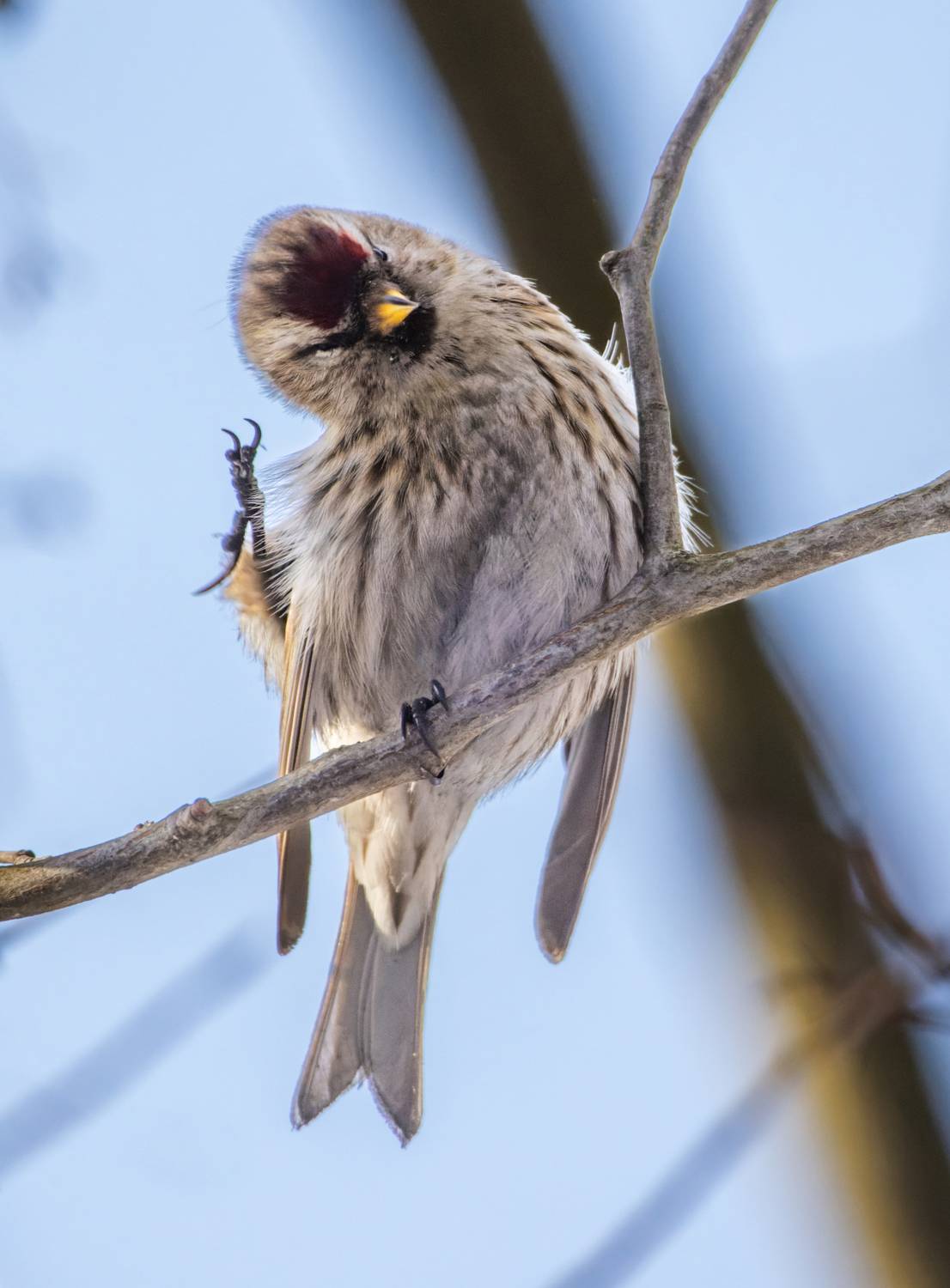 , Дэм Константин