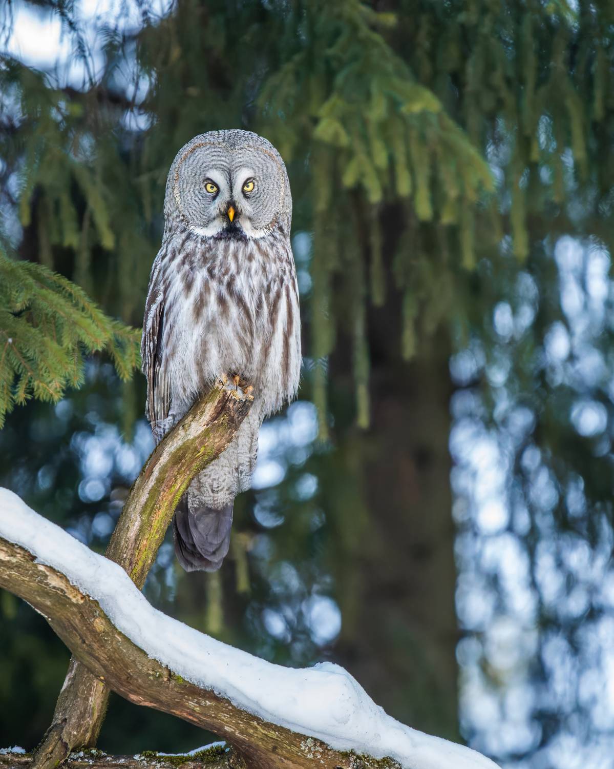 , Дэм Константин