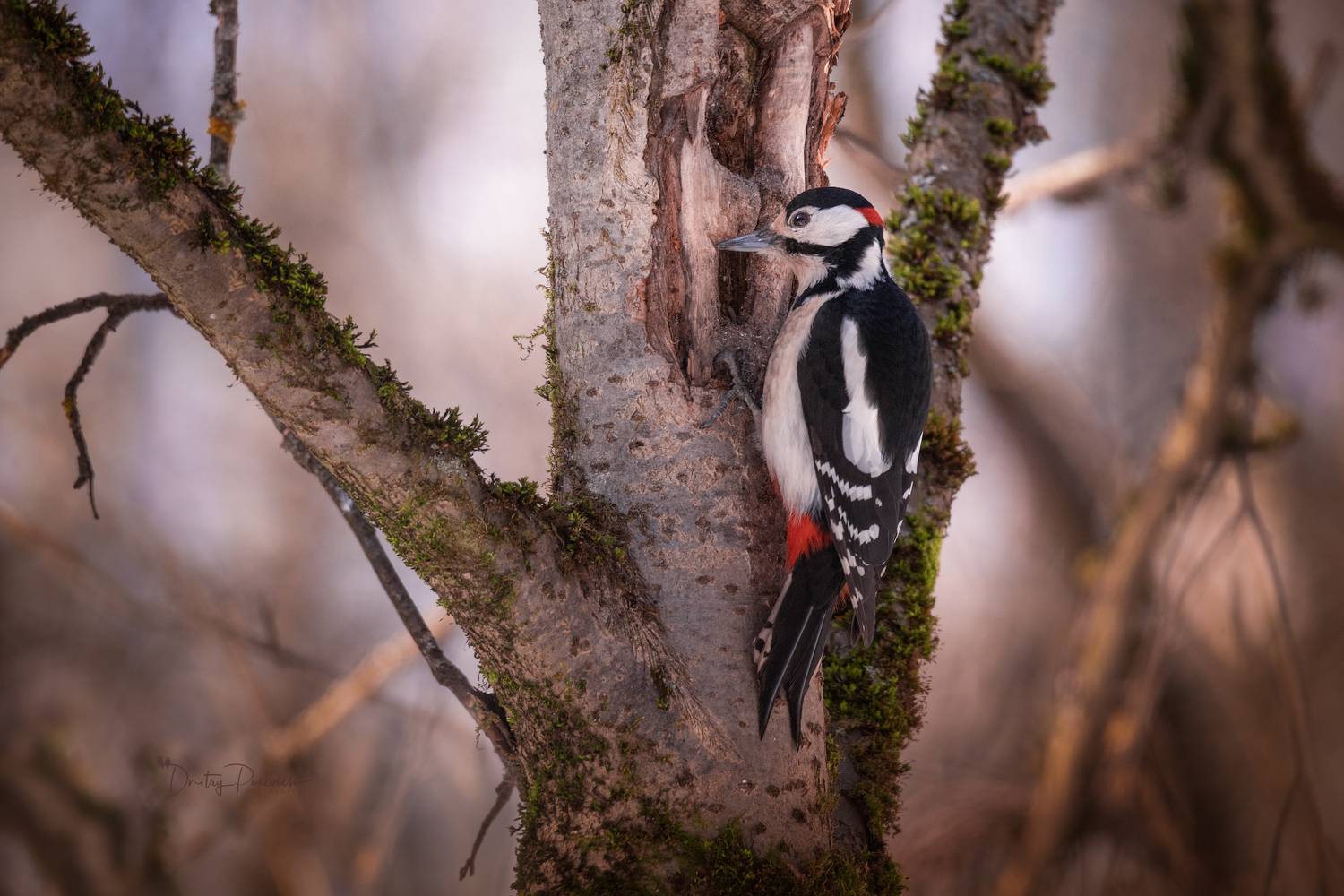 природа, лес, поля, огороды, животные, птицы, макро, Посевич Дмитрий