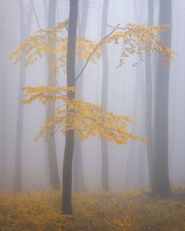 autumn, forest, fog, mood, yellow, nature, earth, clean, nikon Autumn mood фото превью
