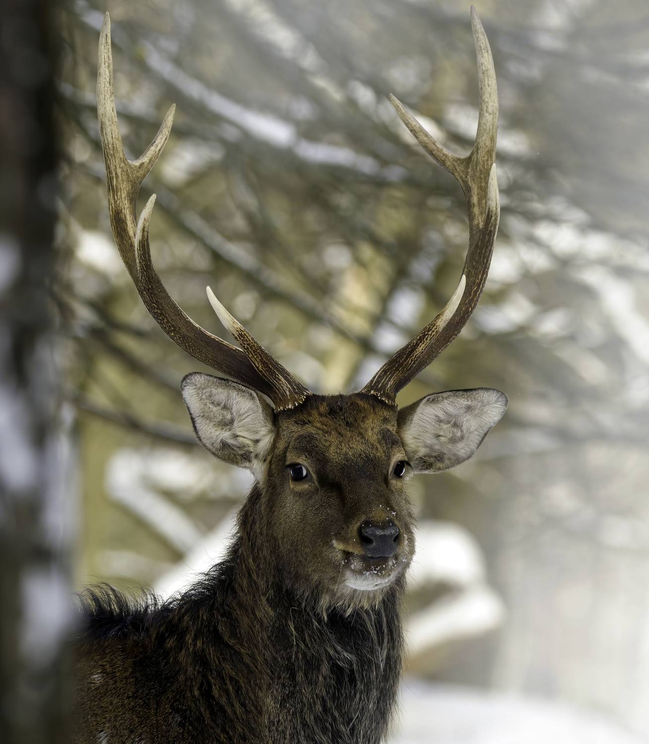 олень, пятнистыйолень, лосиныйостров, природароссии. животные, портрет, deer, amimals, Михаил Ездаков